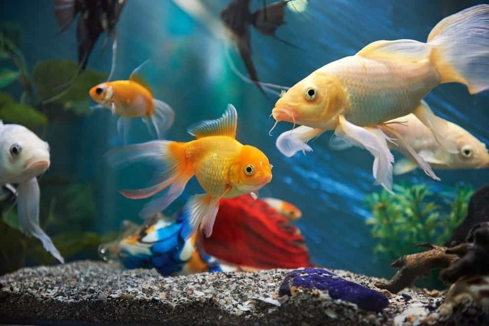 Buy nearest tropical fish shop Top Sellers