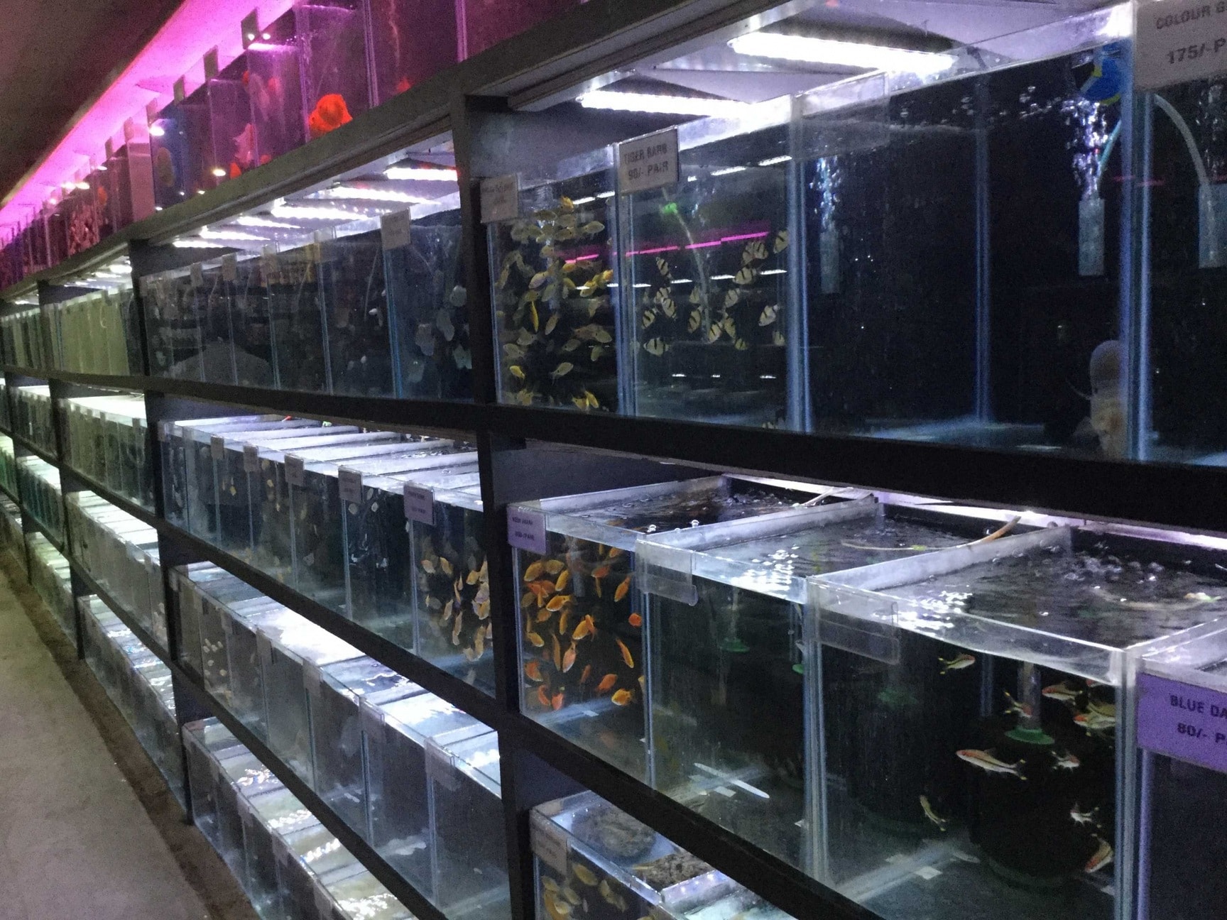 Best aquarium shop near me best sale