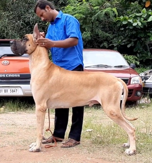 Top large pet shops near me Top Sale Black Friday