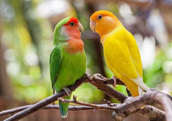 Pet shop near me with birds hot sale