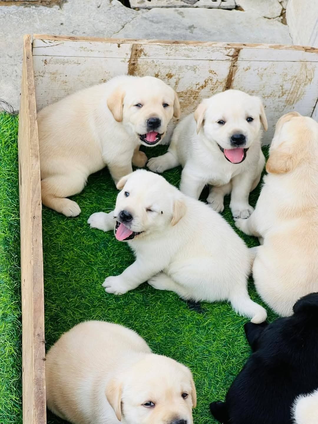 Shop lebra dog shop Deals