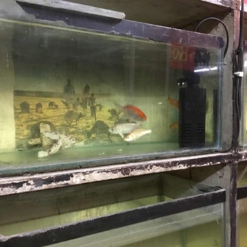 Fish aquarium shop in rohini top