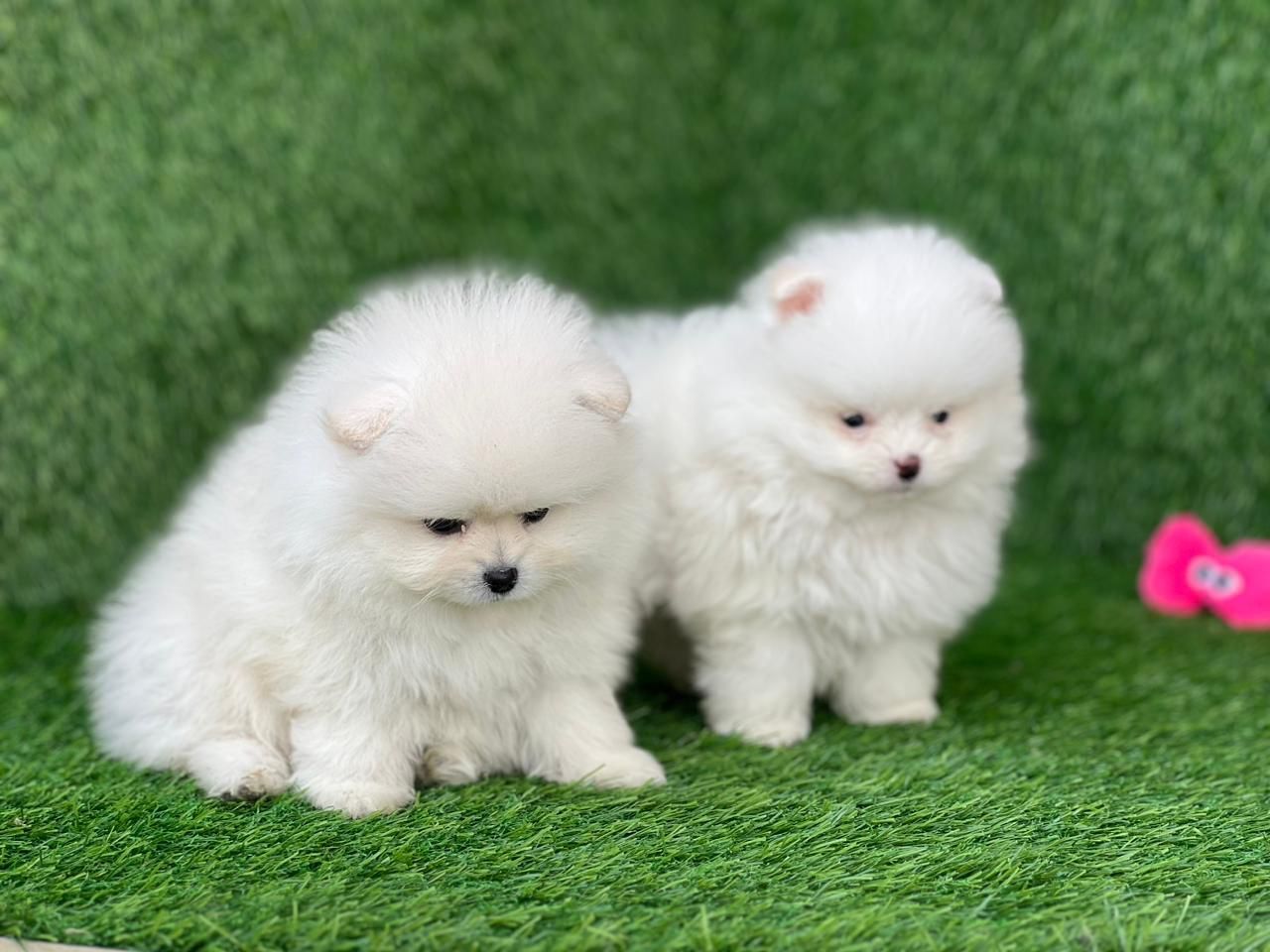 Clearance dog pet shop near me New Arrivals