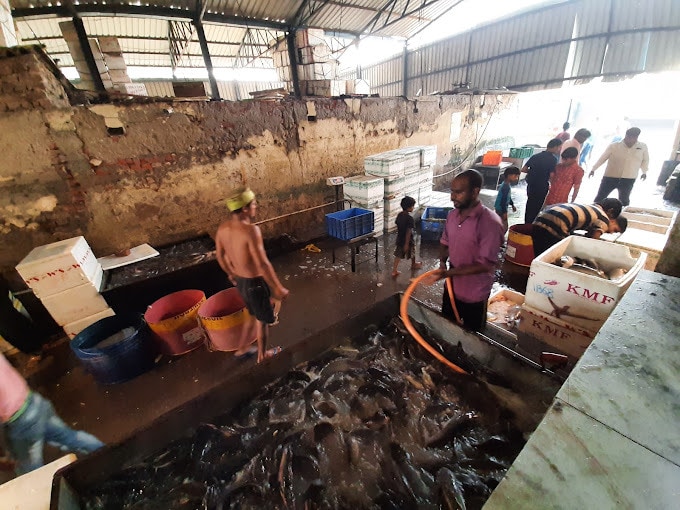 Top Fish Markets in Faridabad Sector 22 - Best Seafood Market