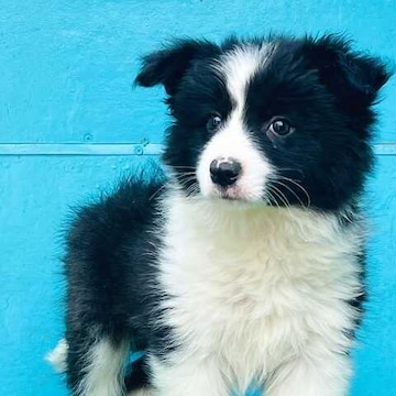 Border collie pet shop best sale