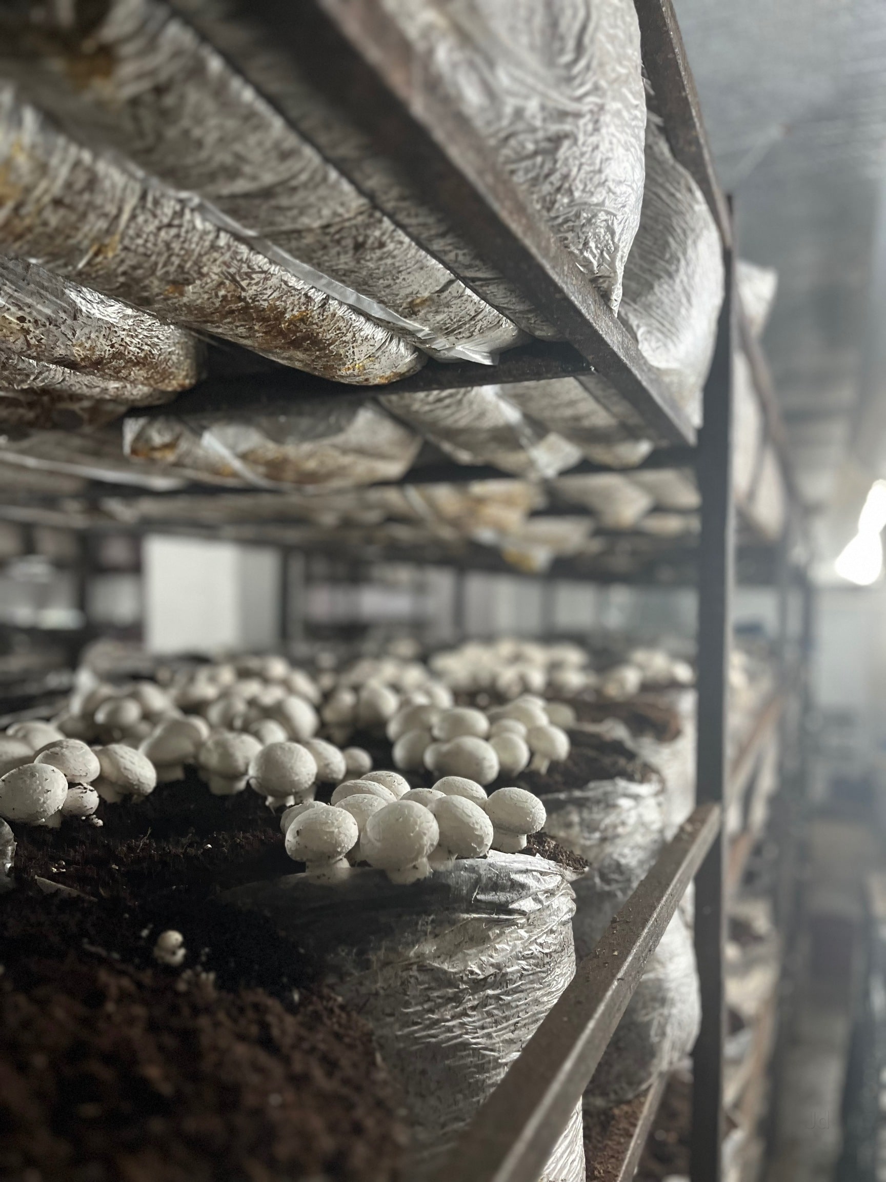 Top Organic Mushroom Farming in Delhi near me - Justdial