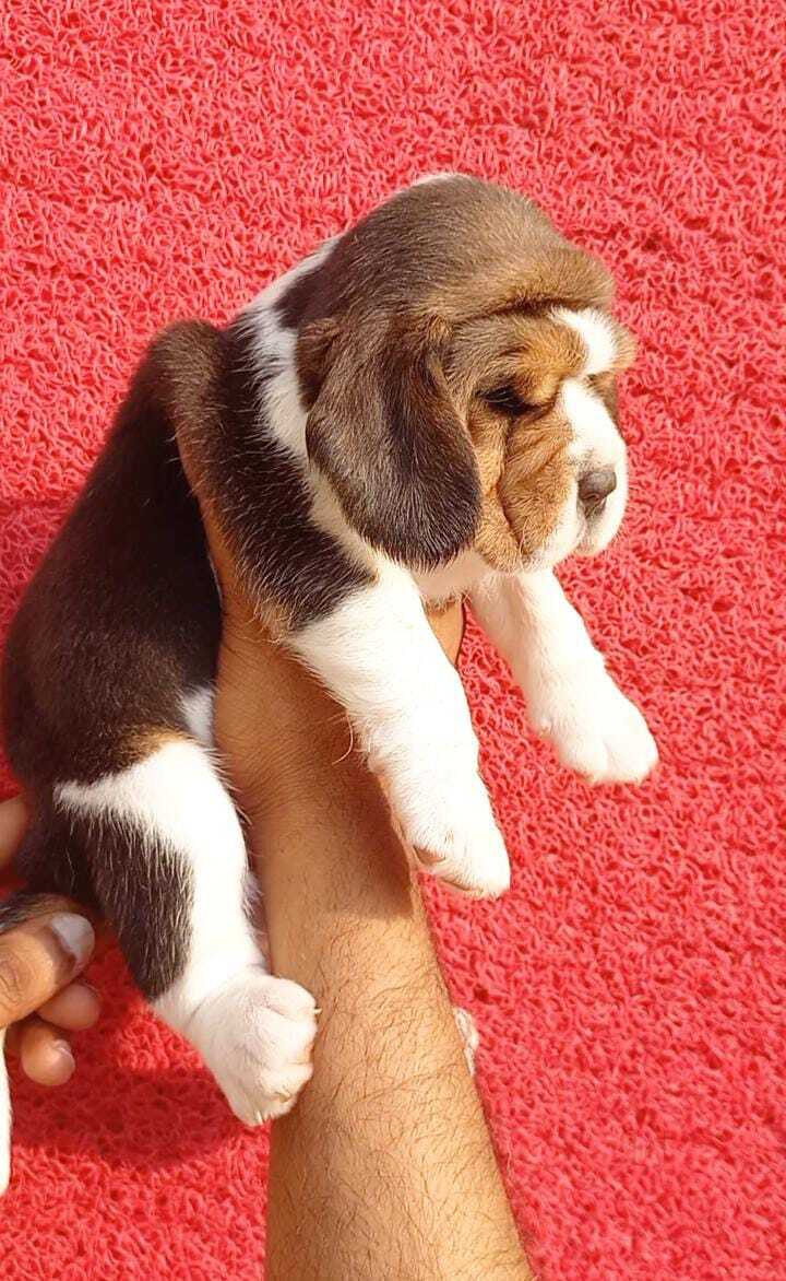 Clearance beagle pet shop Top Sale Black Friday