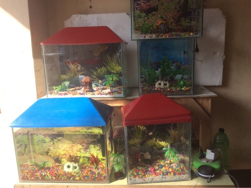 Best fish pet shop near me hotsell