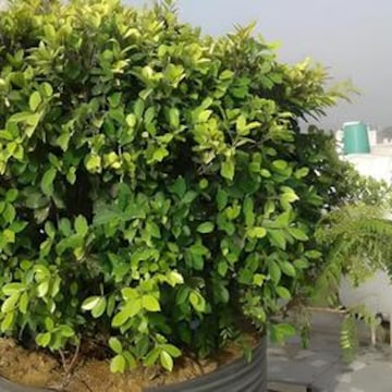 Om Pg Services Delhi