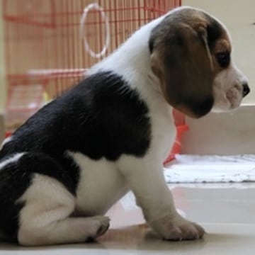 Beagle dog shop near me deals