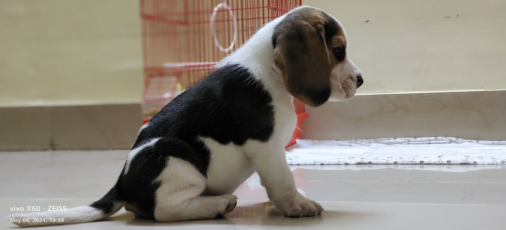 Beagle dog shop near me hot sale