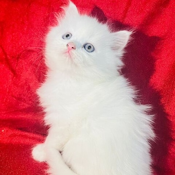 Hot white abyssinian cat Store