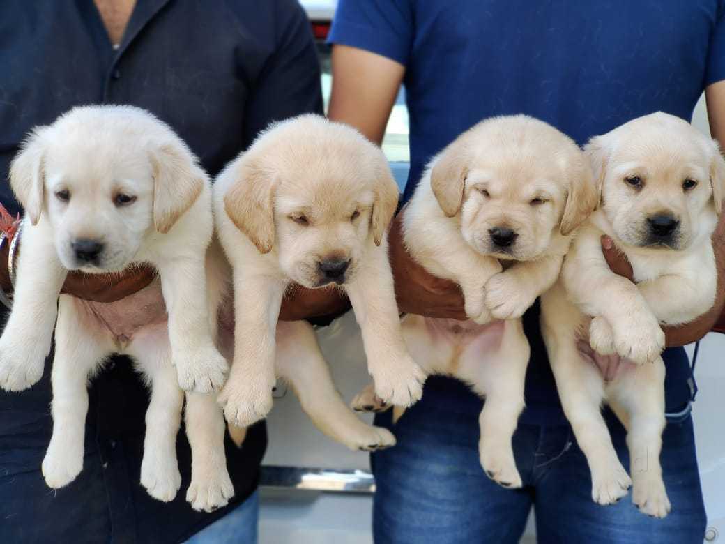 Golden retriever puppy shop near me new arrivals