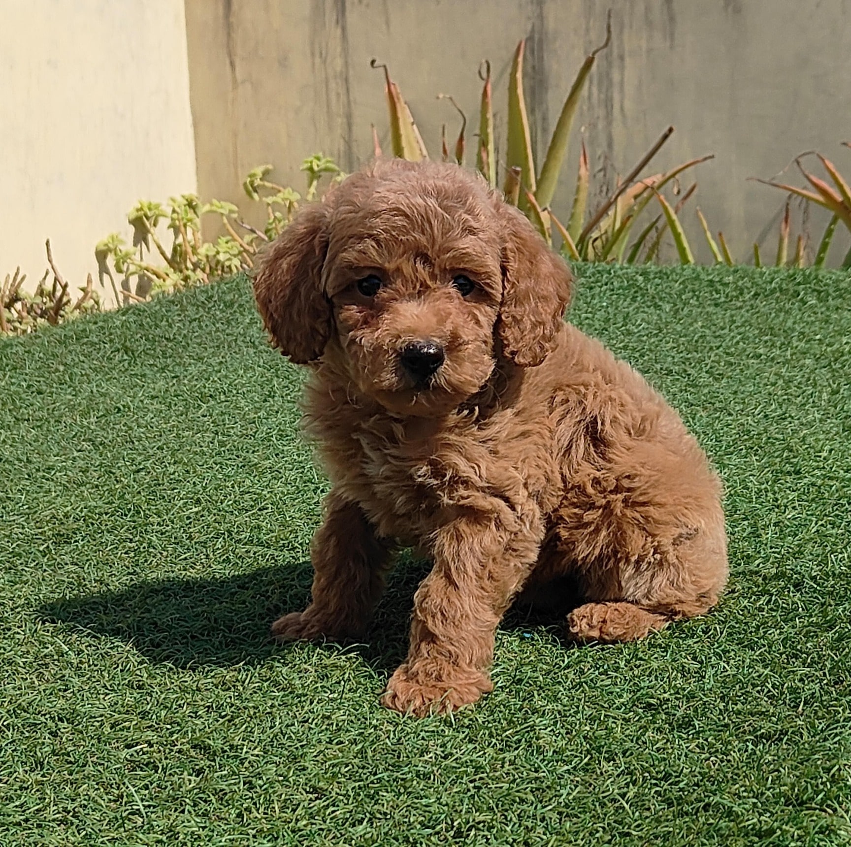 Top Pet Shops For Dog in Gurgaon Sector 5 Gurgaon Best Pet Supplies Store near me Justdial