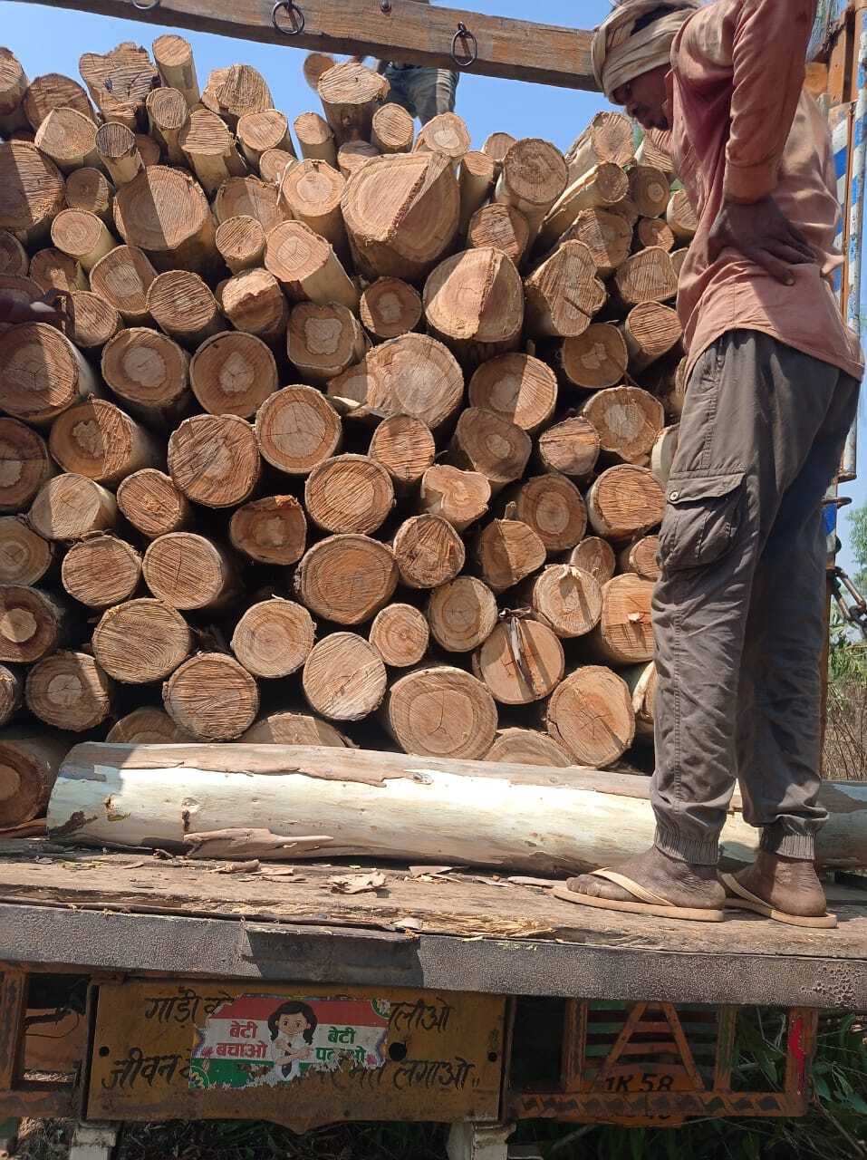 Sheesham timber online