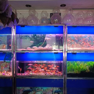 Top Fish Aquarium Dealers in Lajpat Nagar Best Fish Aquarium Shops Justdial