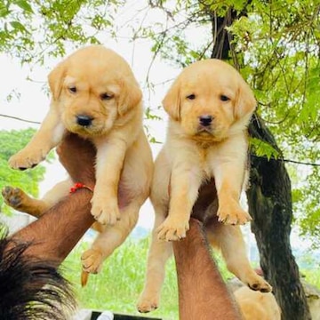 Mall with puppies near me sales