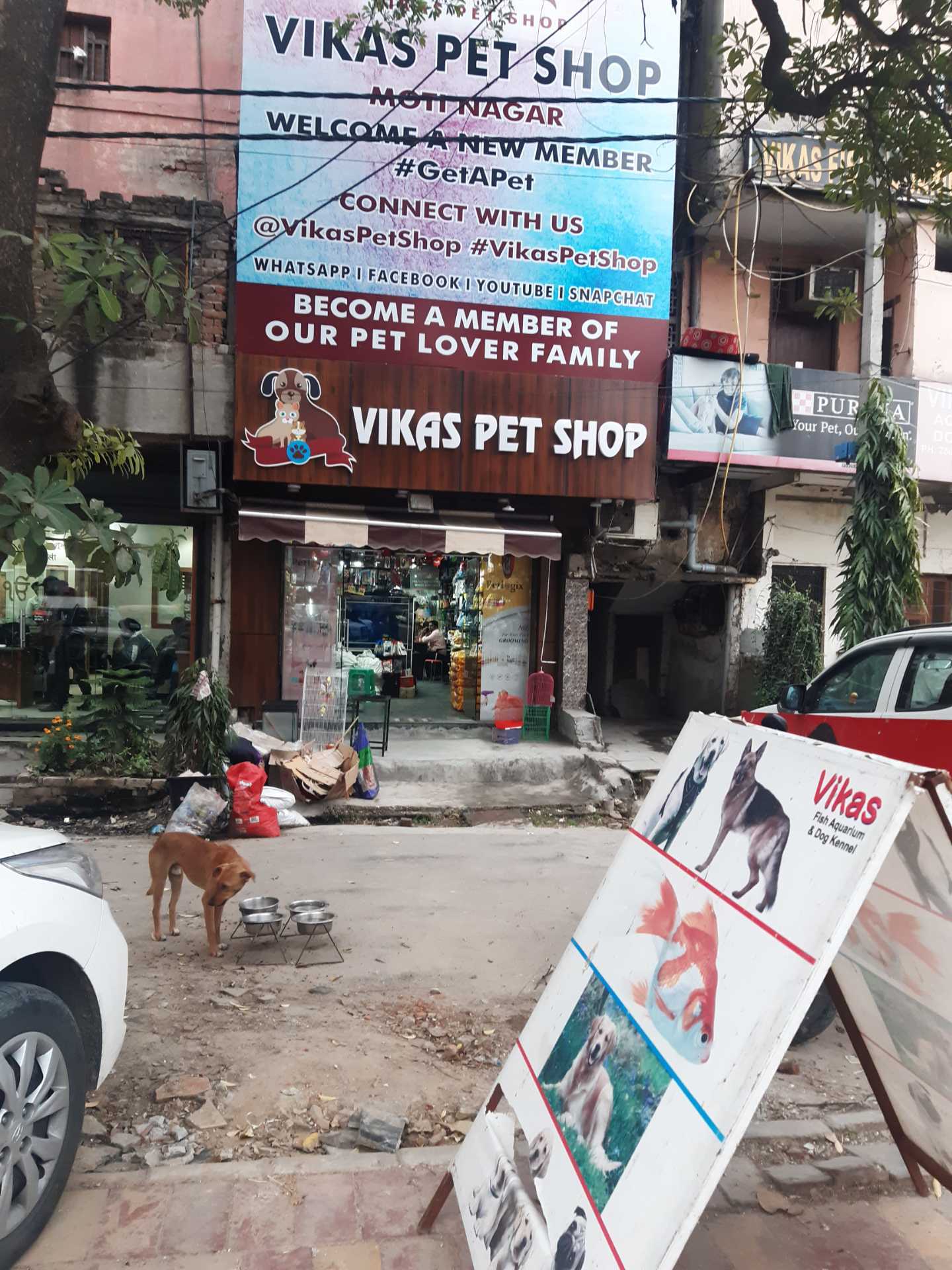 Dog house shop near me online