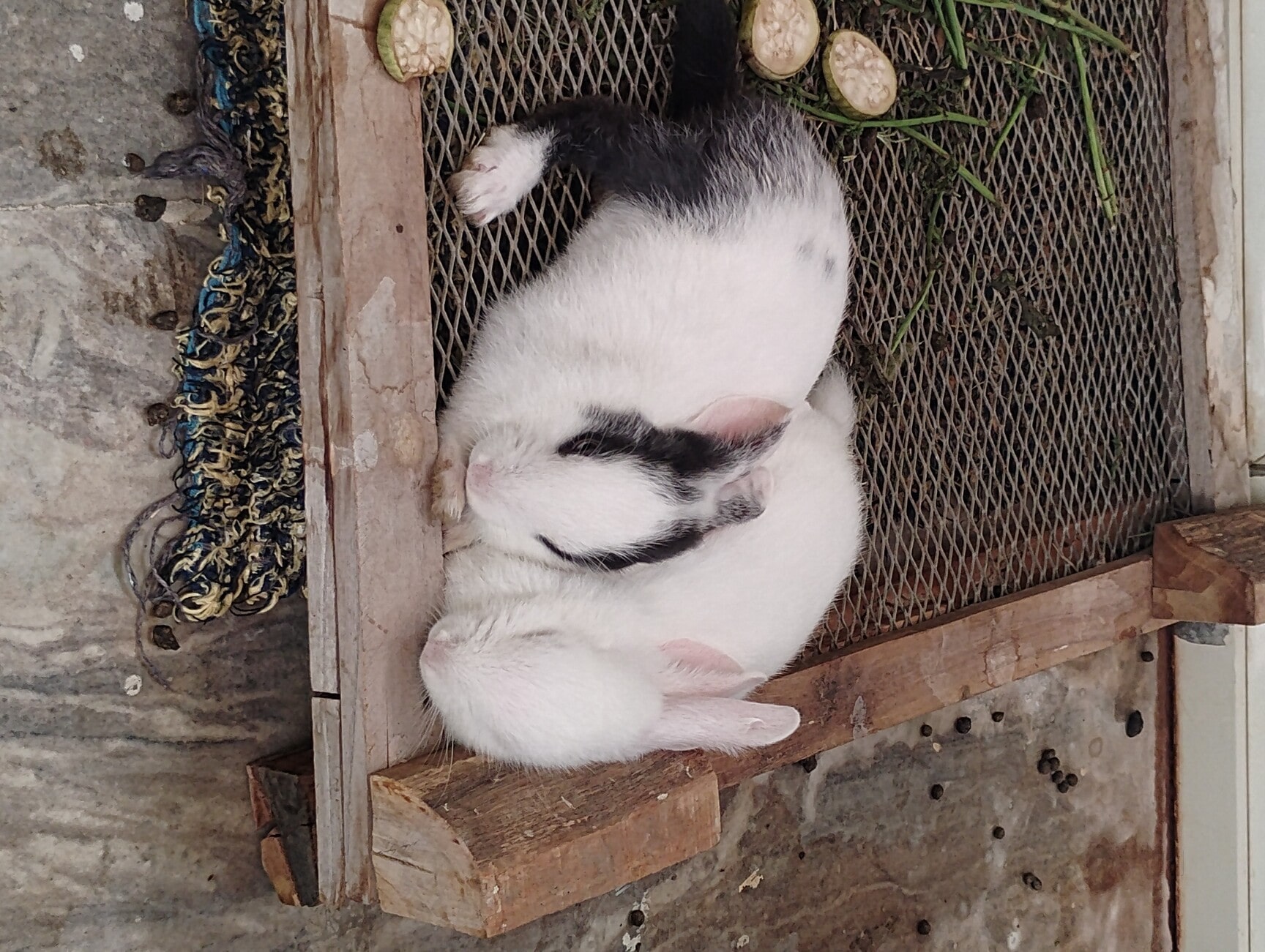 Top Rabbit Farming in Firozabad - Best Rabbit Farm near me - Justdial