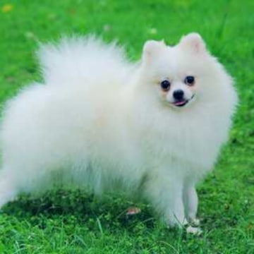 Pomeranian pet store best sale