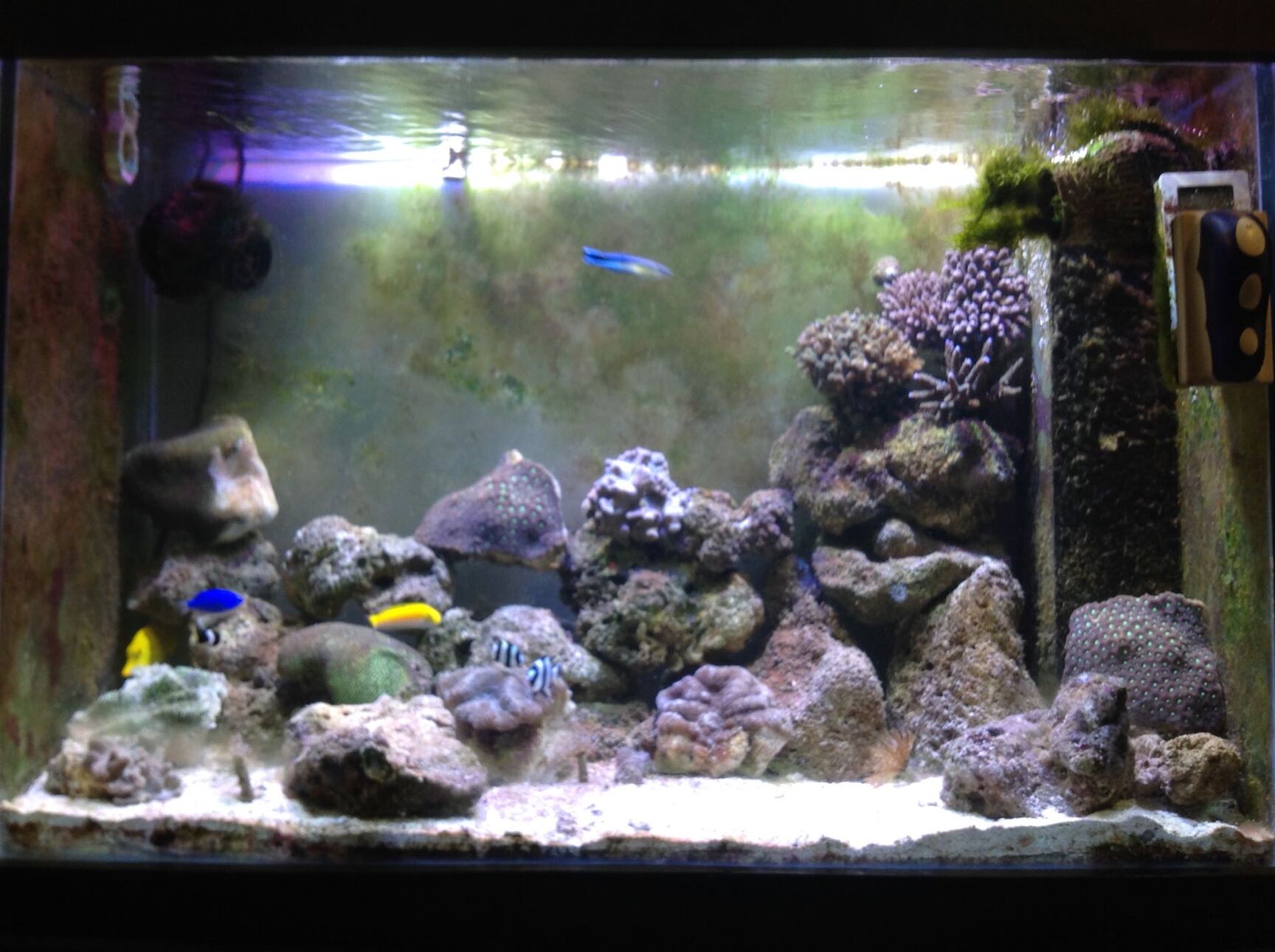 fish aquarium accessories wholesale market in delhi Top Aquarium Accessory Wholesalers in Chandni Chowk, Delhi - Best Aquarium  Supplies