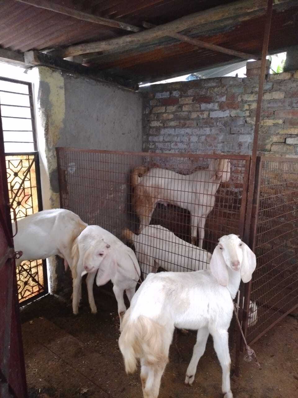 Sojat Gulabi Goat Farm in Sultanpuri,Delhi - Best Cattle Farming near me in  Delhi - Justdial