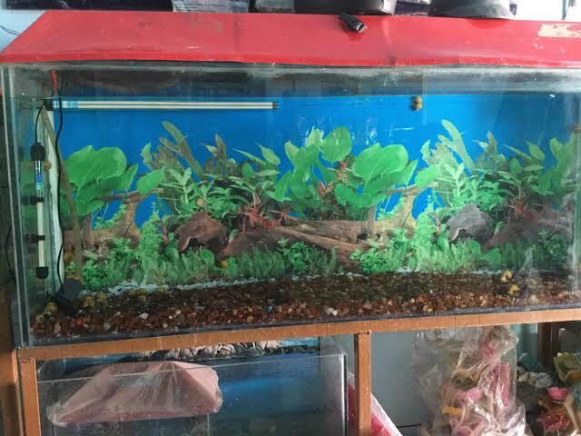 Top Aquariums in Karawal Nagar Best Fish Tank Dealers near me Justdial