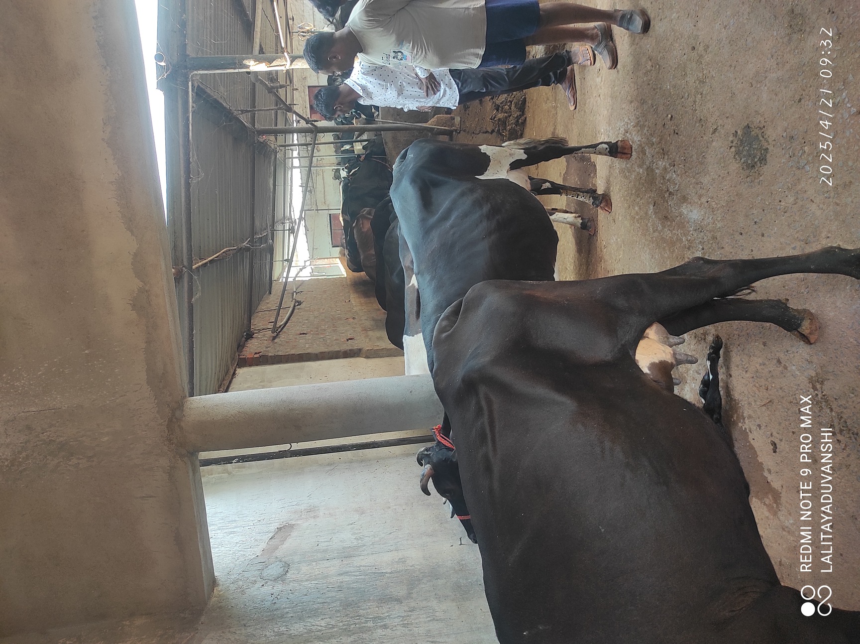 Top Cow Suppliers in Purulia - Best Cow Dealers near me - Justdial