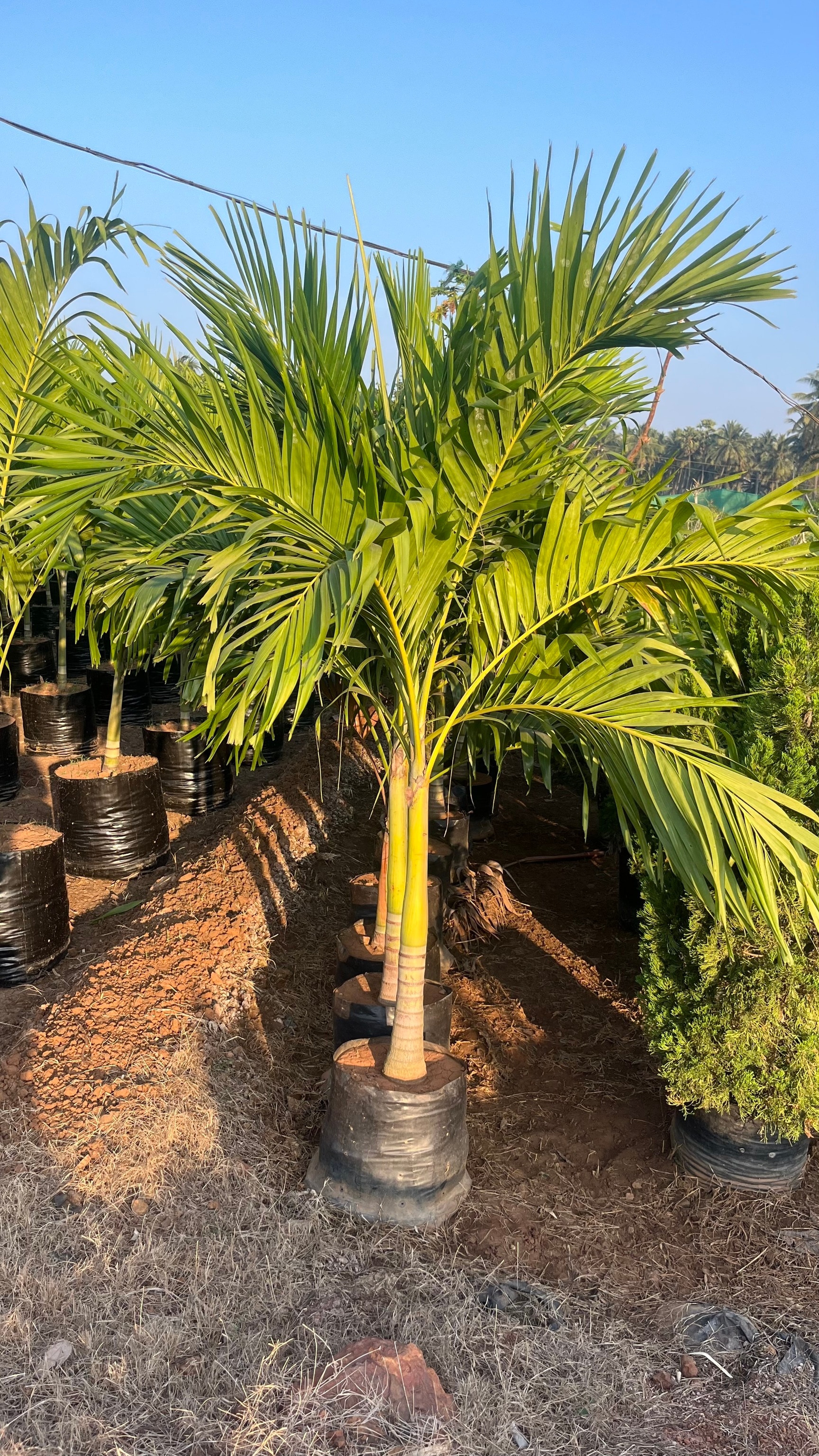 Top Palm Plant Dealers in Hyderabad near me - Justdial