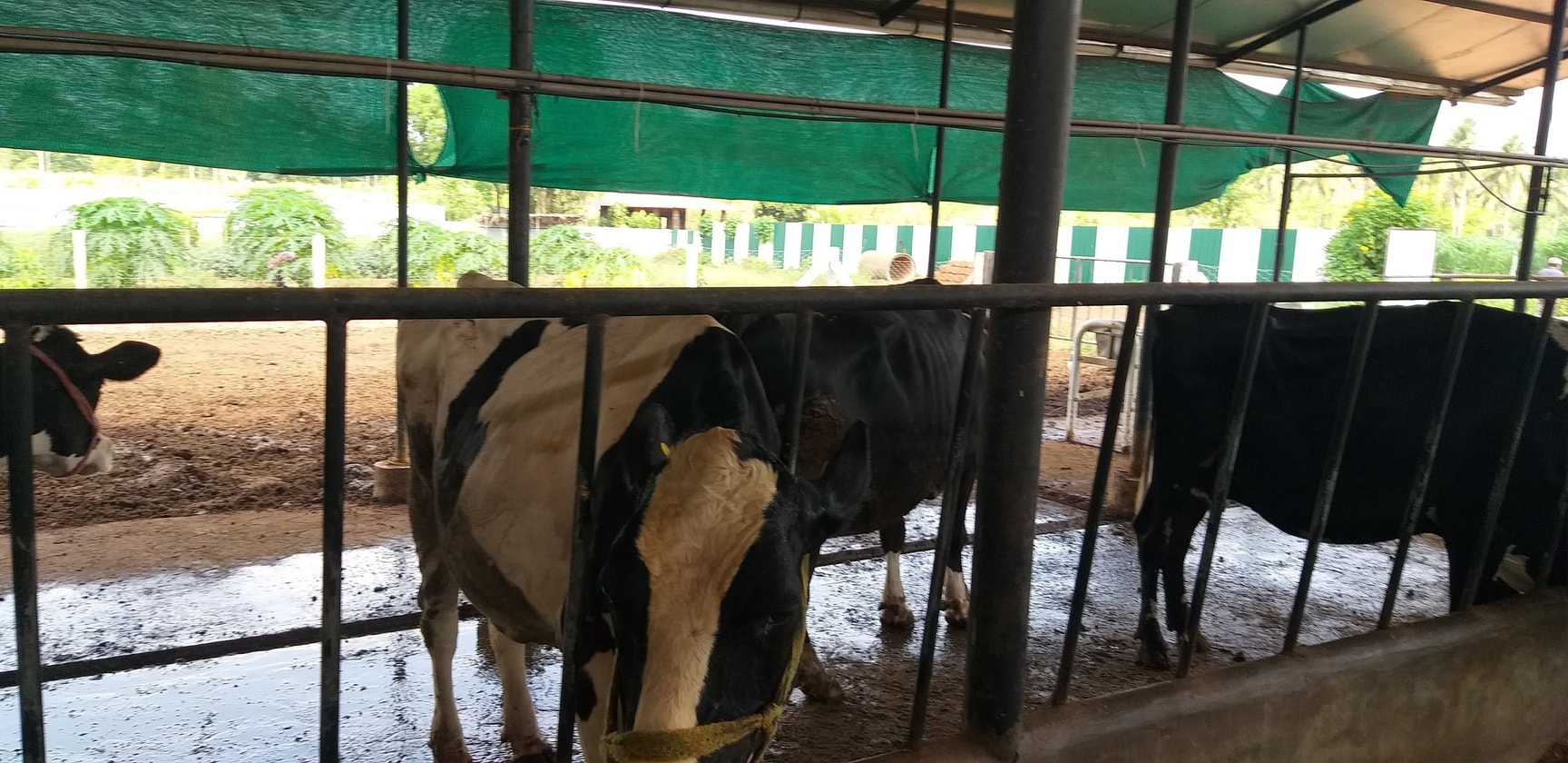Top Milk Dairy in Margao - Best Doodh Wala Goa near me - Justdial