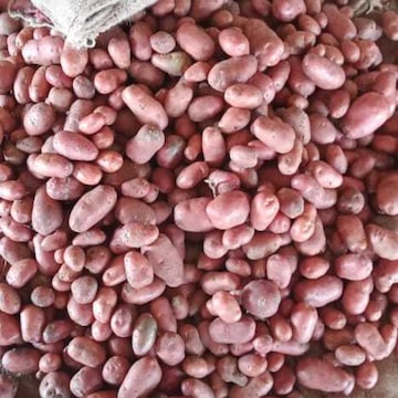 Top Potato Retailers in Gorakhpur - Best Fresh Potato Dealers near