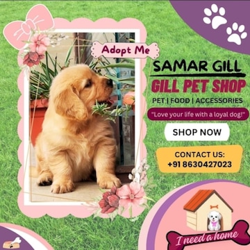 Top Pet Shops in Haldwani Best Pet Store near me Justdial