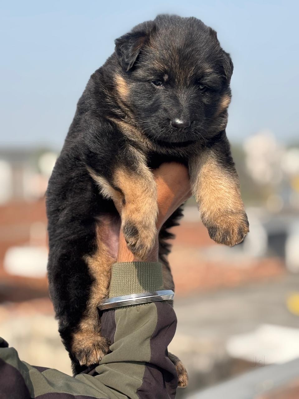 Top Dog Trainers in Hapur Mandi - Best Dog Training Centres - Justdial