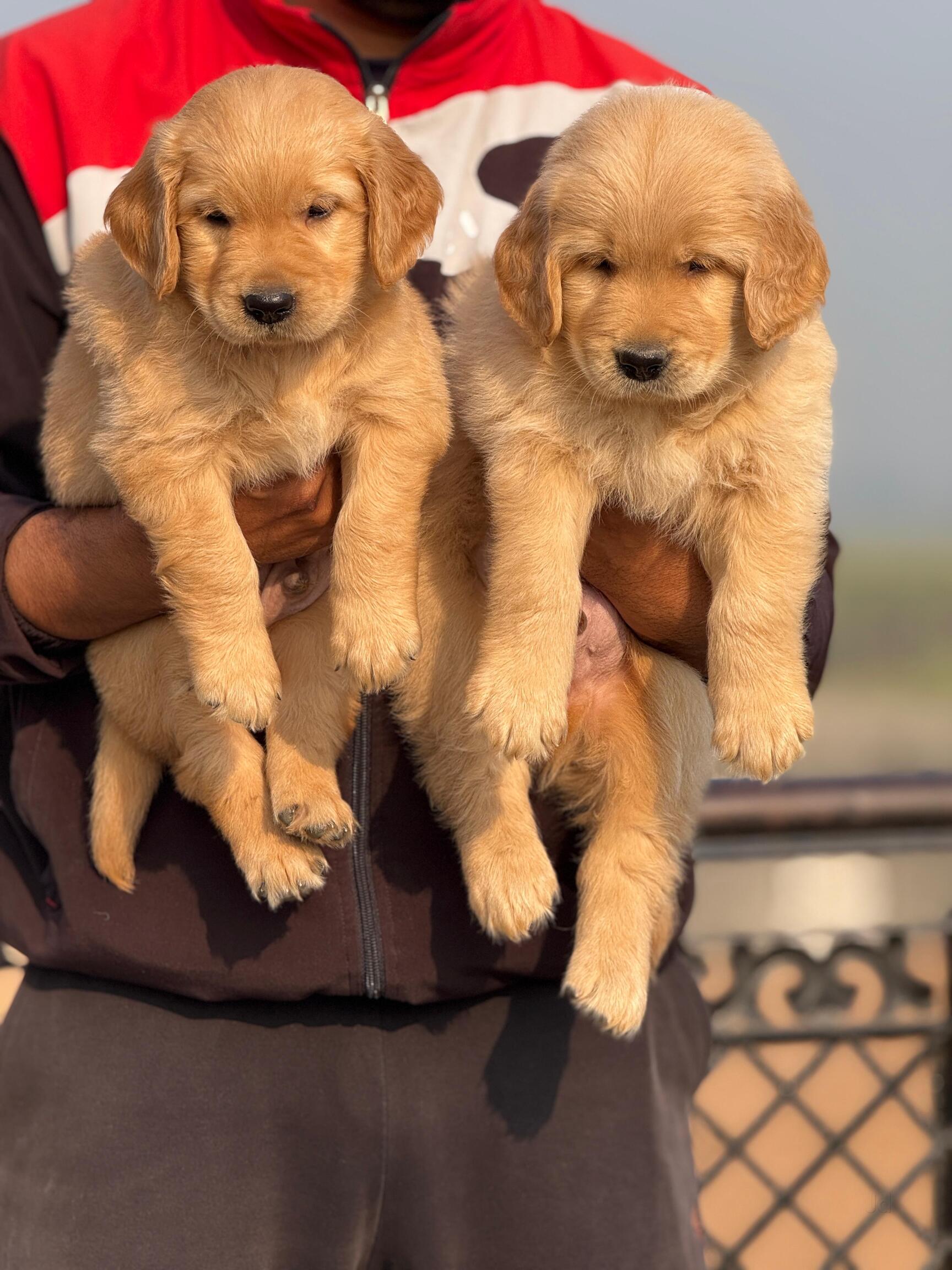 Top Pet Shops in Haridwar - Best Pet Store near me - Justdial