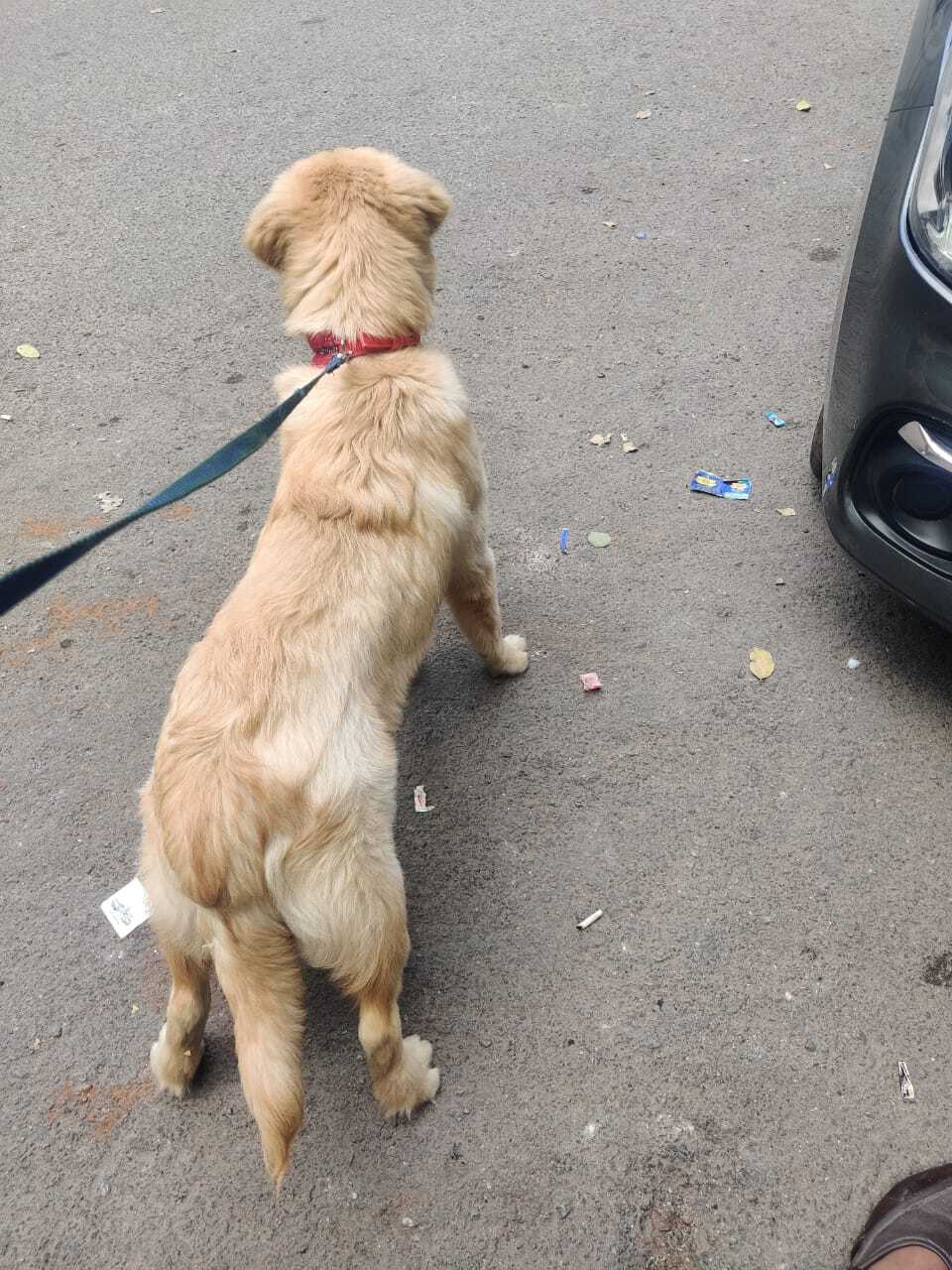 Smokey Dog Boarding in Beside Shaif E Masjid,Hyderabad Best Pet