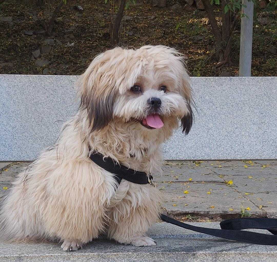 Smokey Dog Boarding in Beside Shaif E Masjid,Hyderabad Best Pet
