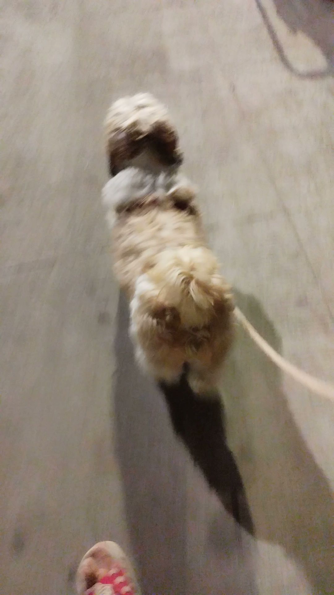 Smokey Dog Boarding in Beside Shaif E Masjid,Hyderabad Best Pet