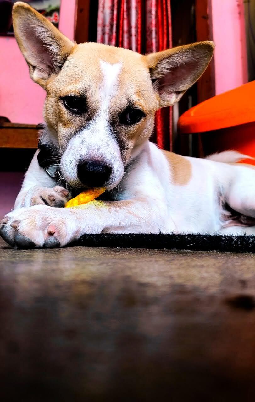 Smokey Dog Boarding in Beside Shaif E Masjid,Hyderabad Best Pet