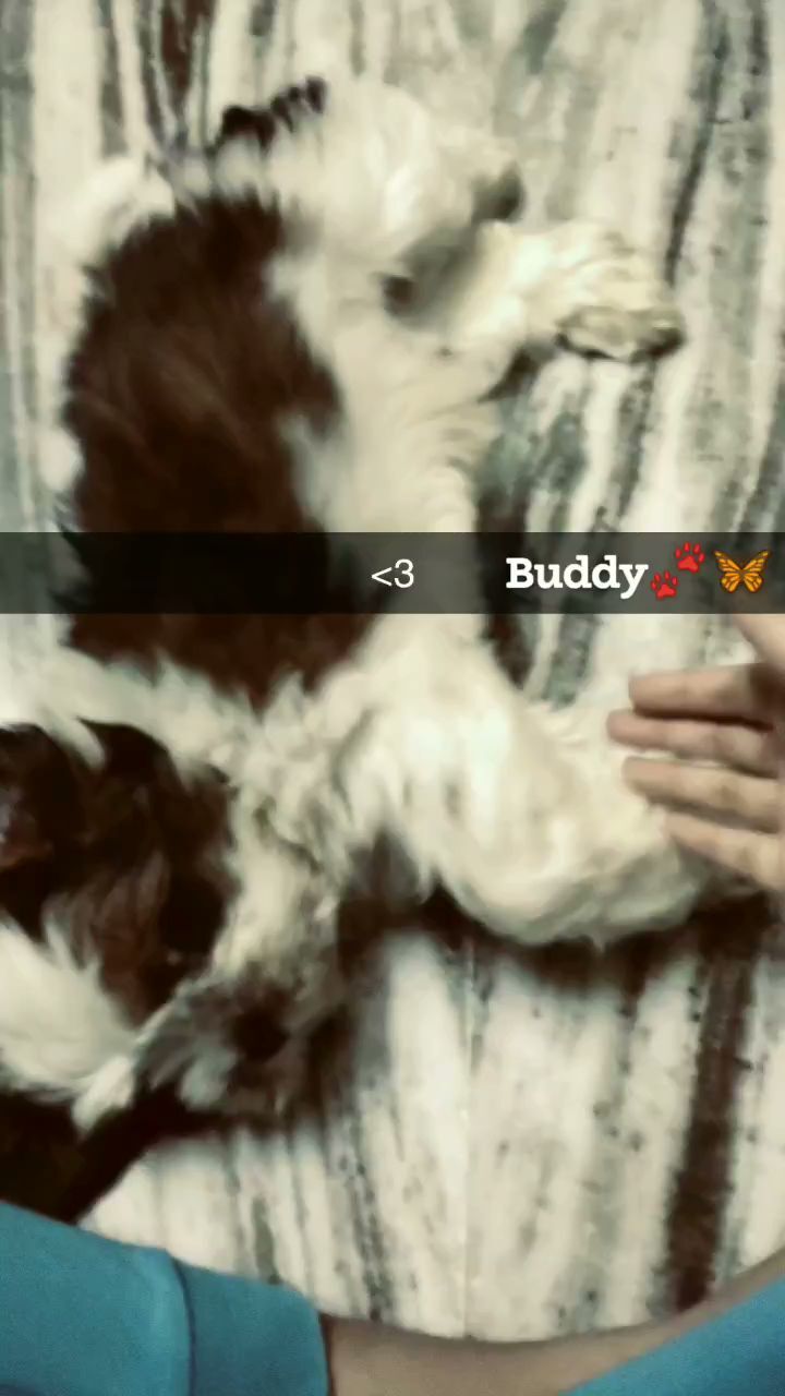 Smokey Dog Boarding in Beside Shaif E Masjid,Hyderabad Best Pet