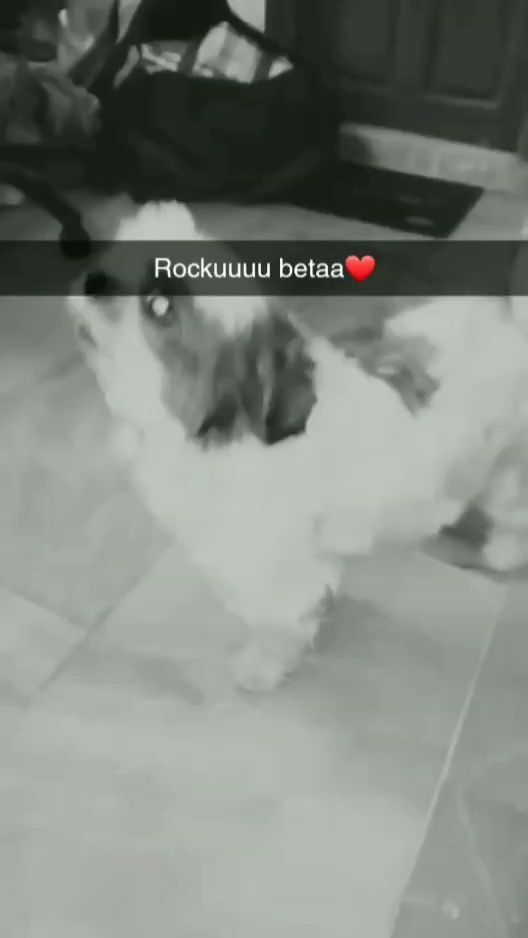 Smokey Dog Boarding in Beside Shaif E Masjid,Hyderabad Best Pet