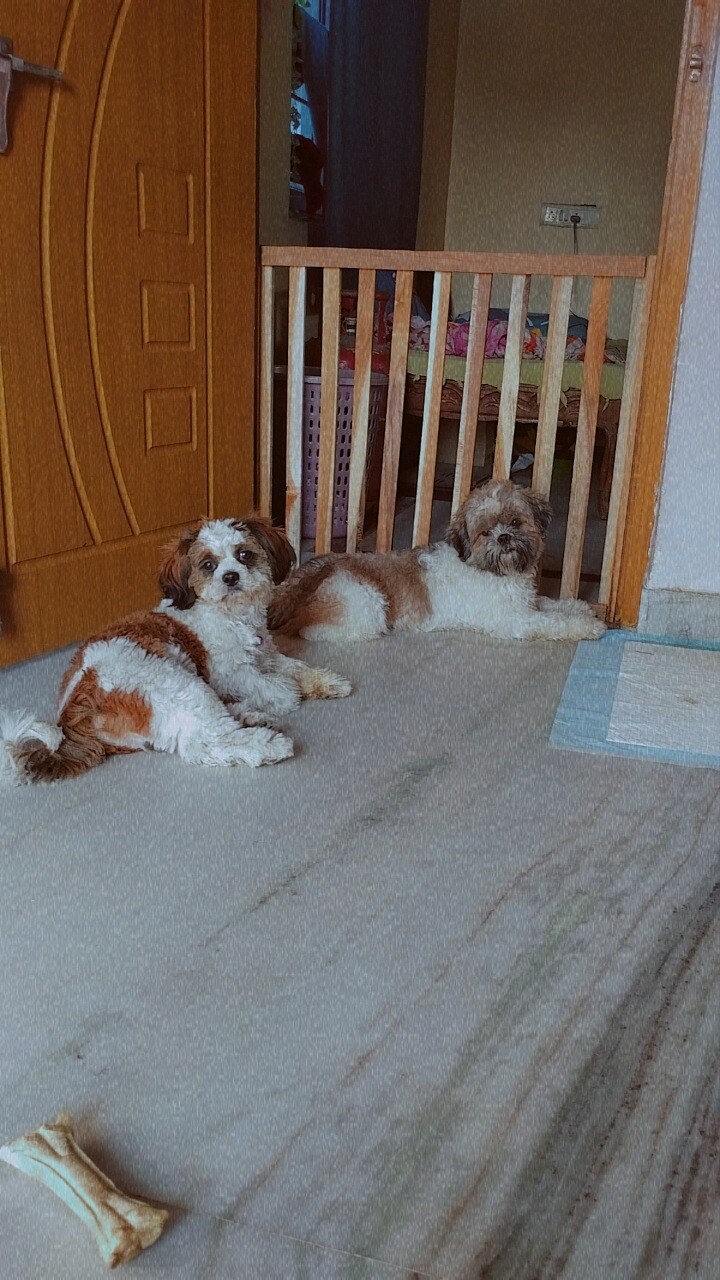 Smokey Dog Boarding in Beside Shaif E Masjid,Hyderabad Best Pet