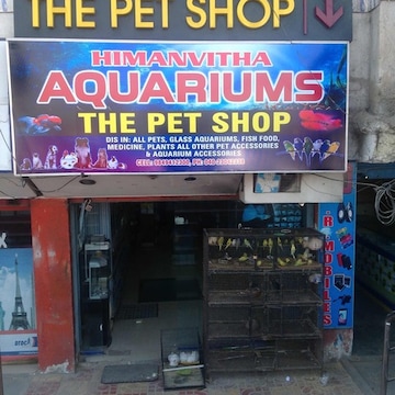 Guinea pig shop near me sale