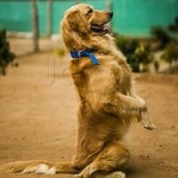 Top Dog Grooming Services in Khammam - Best Groomers - Justdial