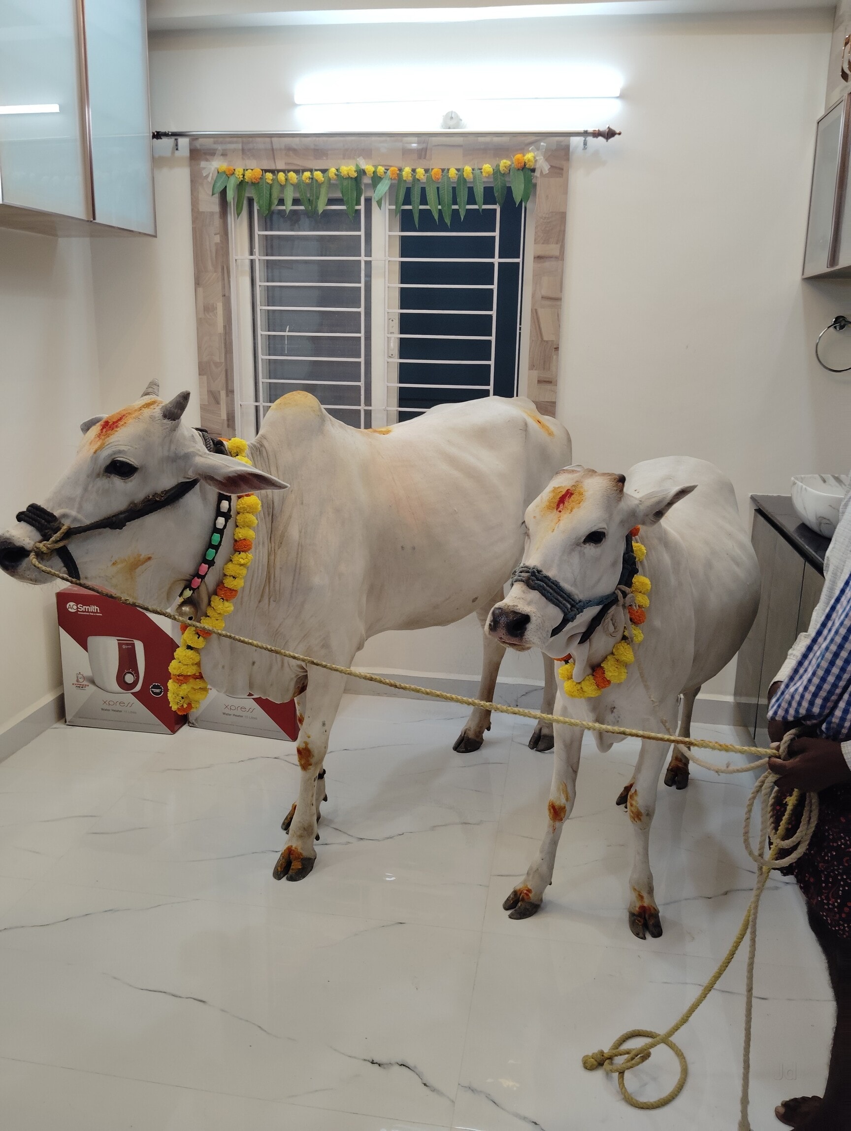 Top Cow Suppliers in Miyapur - Best Cow Dealers Hyderabad near me - Justdial