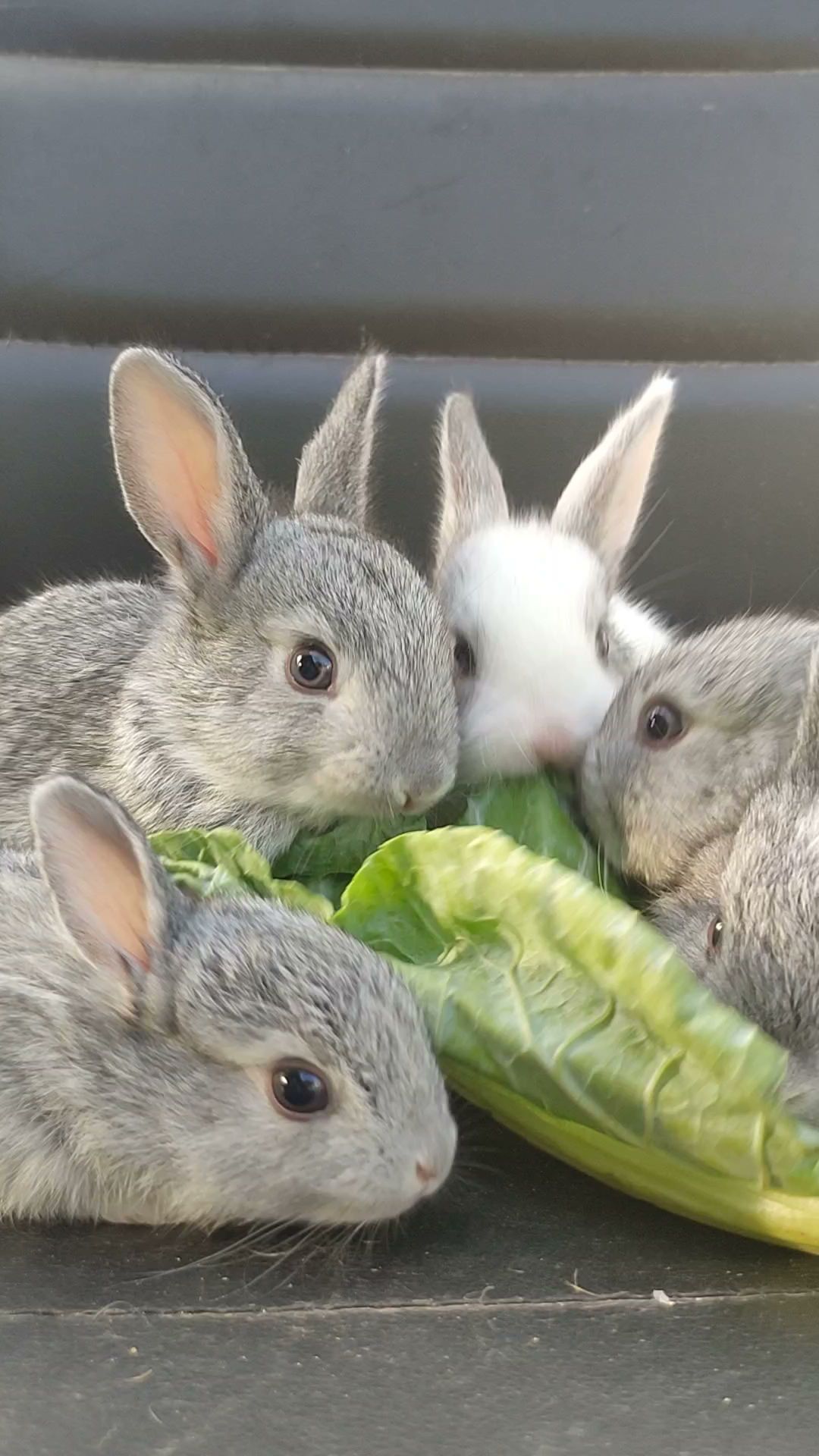Top Rabbit Farming in Kurnool - Best Rabbit Farm near me - Justdial