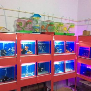 Fish Market The Aquarium Store Imported Fish Kolathur Fish Market