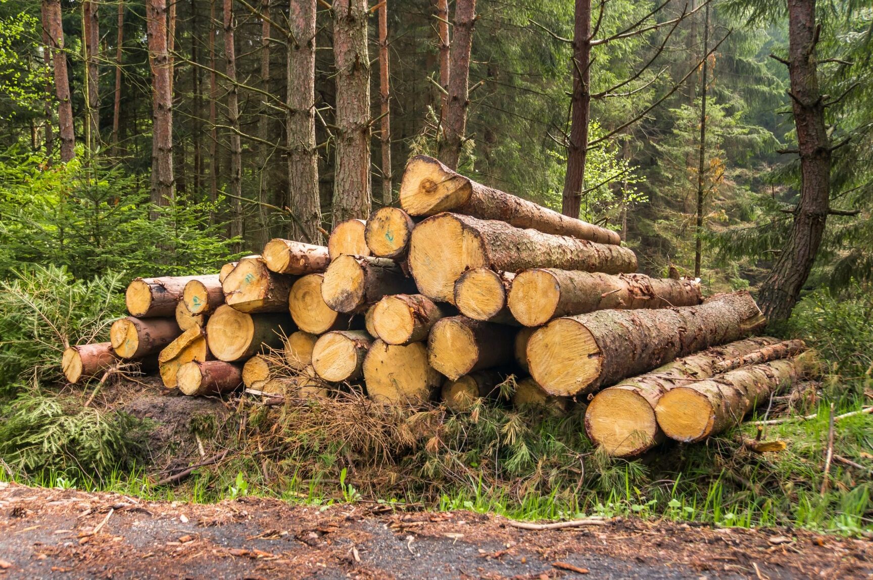 Commercial Tree Services
