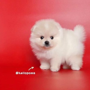 Top Pet Shops For Puppies in Vikarabad Best Pet Stores For Puppies Vikarabad Justdial
