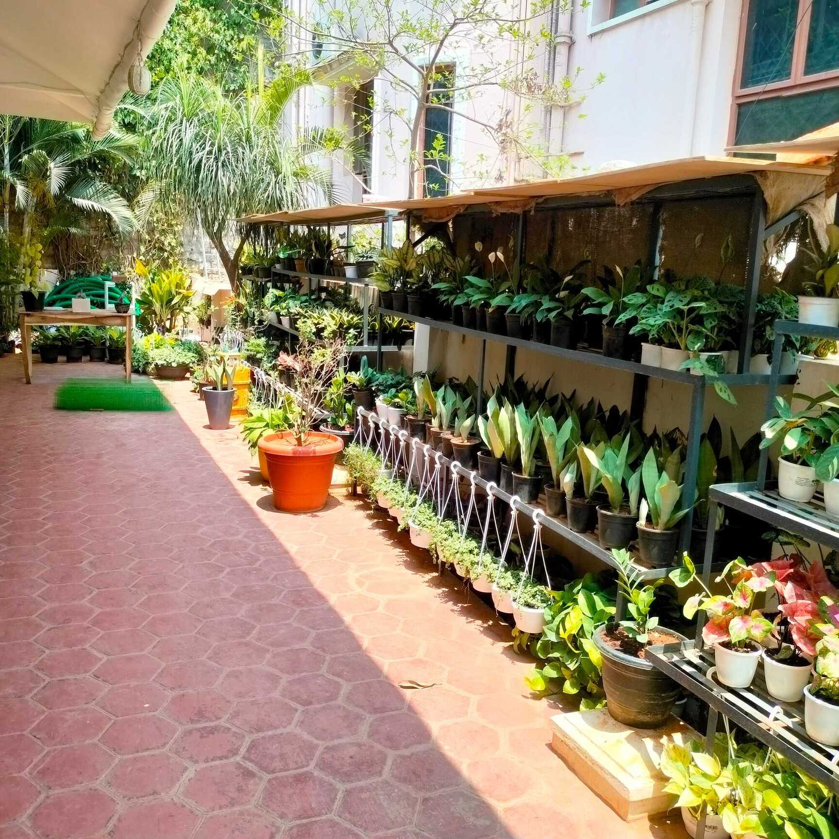Plants near me online