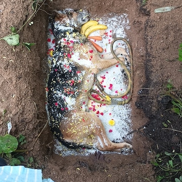 Hyderabad Cremation Services For Animals Near Me Hyderabad Animal